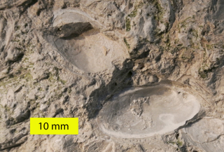 Illustration for article titled Five Bizarre Fossil Discoveries That Got Scientists Excited